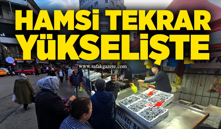 Hamsi tekrar yükselişte