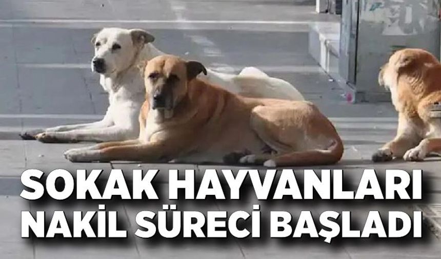 Devrek’te Sokak Hayvanları Nakli Başladı