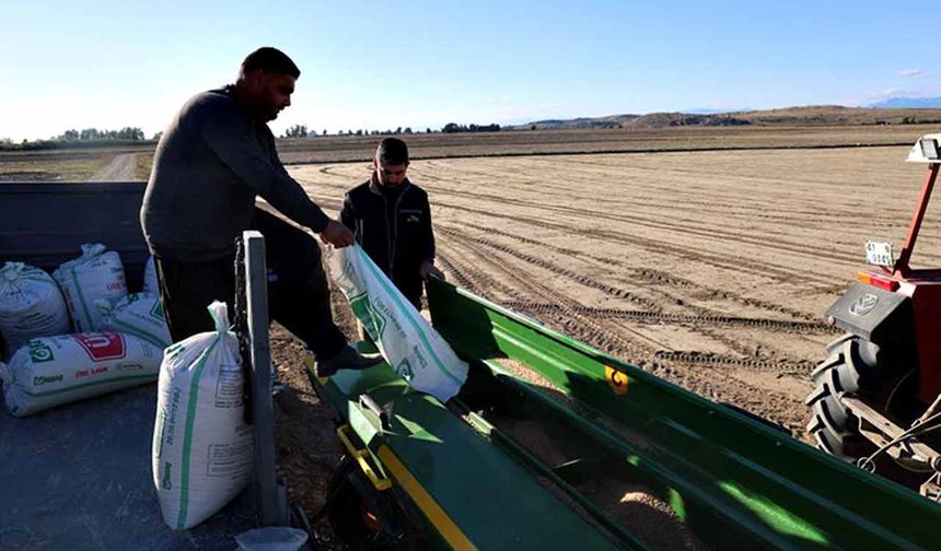 Çukurova’da buğday ekimi başladı