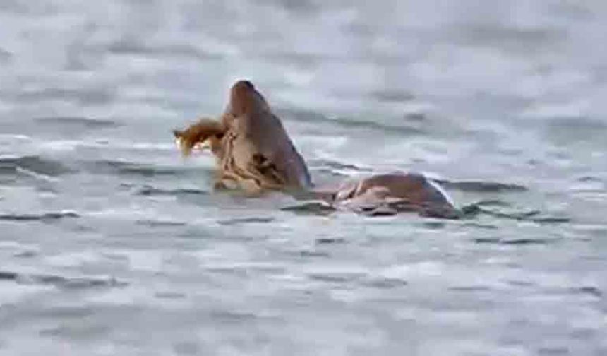 Su samuru avını yerken görüntülendi