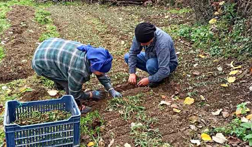 Devrek'te salep fidelerinin dikimine başlandı