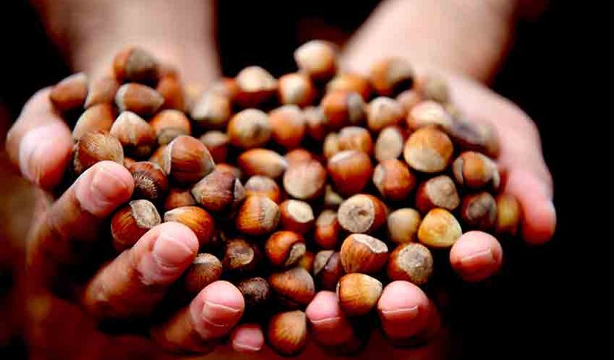 AB’ye 11 Ayda 16 bin ton fındık ihracatı