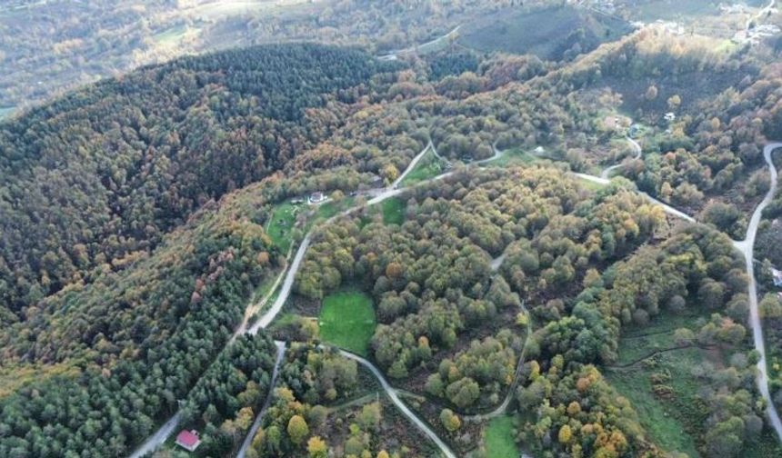 Düzce ormanlarında sonbahar bir başka güzel