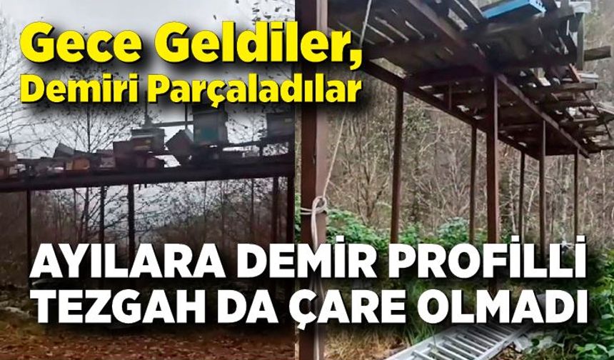 Ayılara demir profilli tezgah da çare olmadı