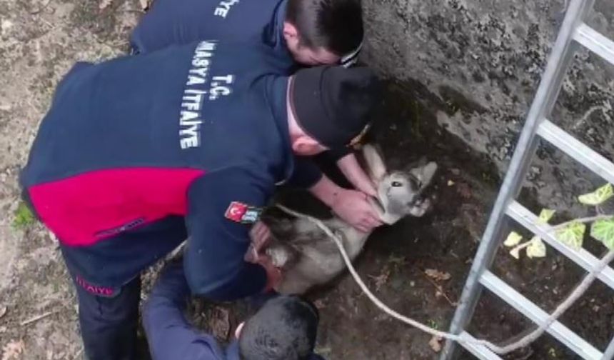 Boş havuza düşen yavru karacayı itfaiyeciler kurtardı