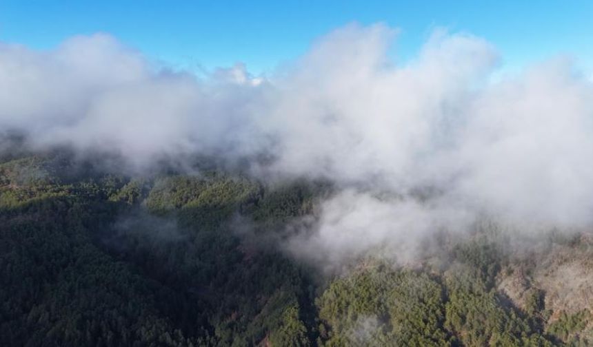 Kastamonu'da sis bulutları ve ormanların buluşması mest etti