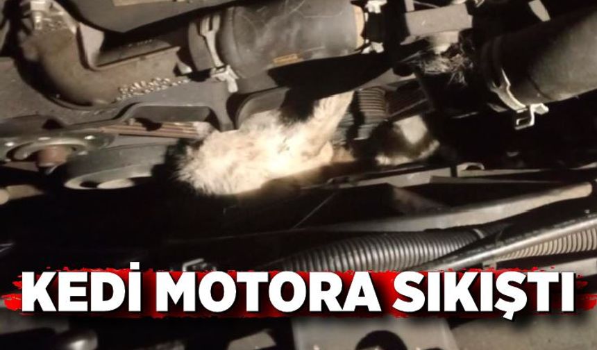 Minibüsün motoruna sıkışan kedi kurtarıldı