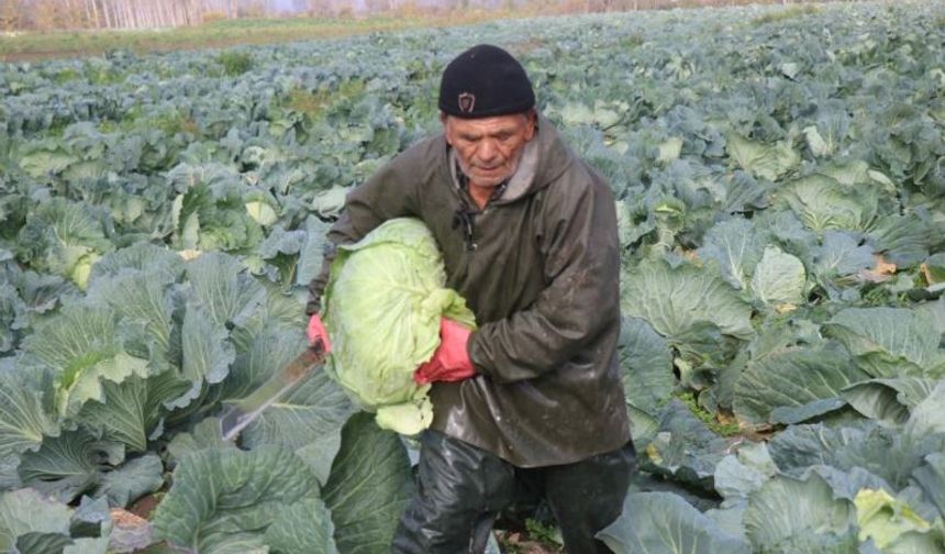 Turşuların başrol oyuncusu lahananın hasadına devam ediliyor