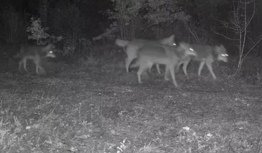 Kurt sürüsü ve yaban domuzları fotokapana yansıdı