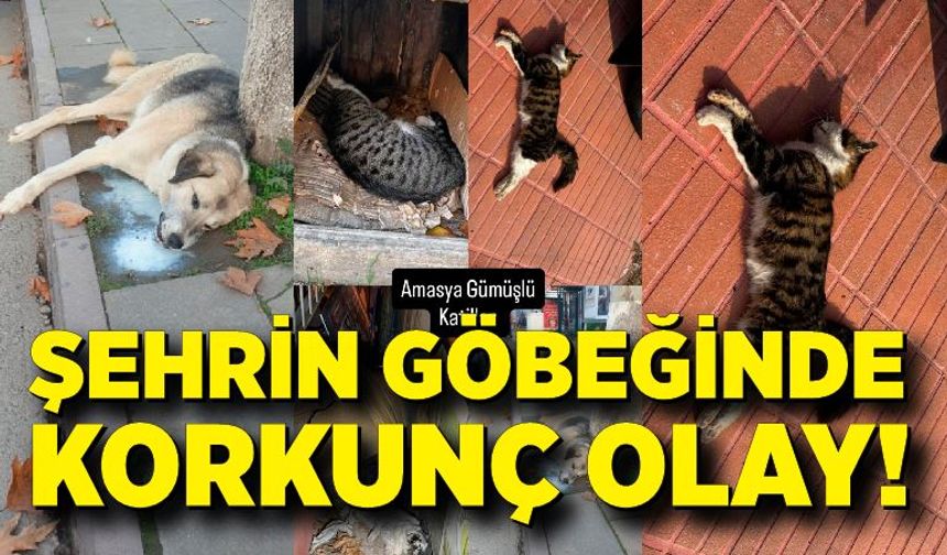 Şehrin göbeğinde köpek ve kediler ölü bulundu