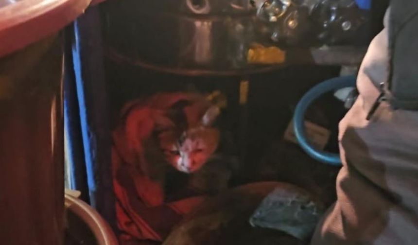 Sokak kedisine üşümesin diye kestane kazanının yanında bakıyor