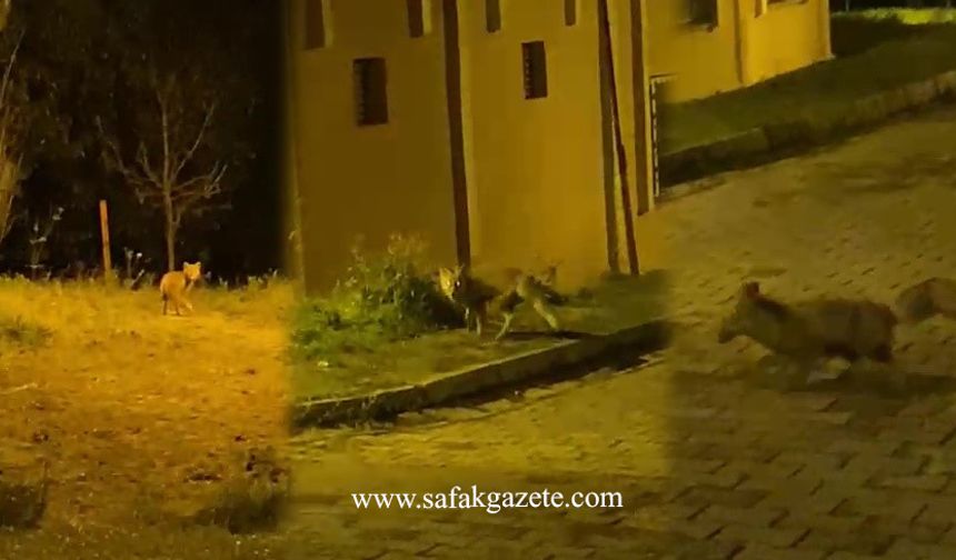 Tikinin panik anları: Sağa sola kaçışması kediyi de korkuttu