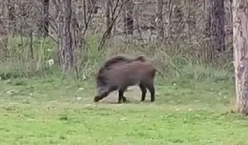 Yaban domuzu da üniversiteli oldu