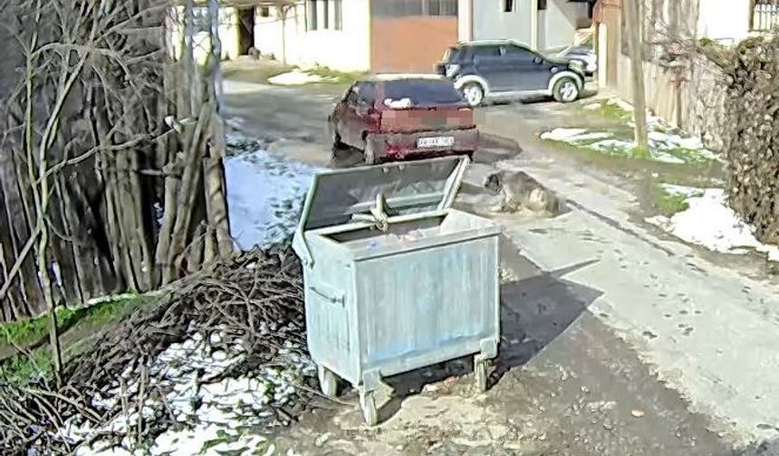Sokak Köpeğini Ezen Sürücü Yakalandı