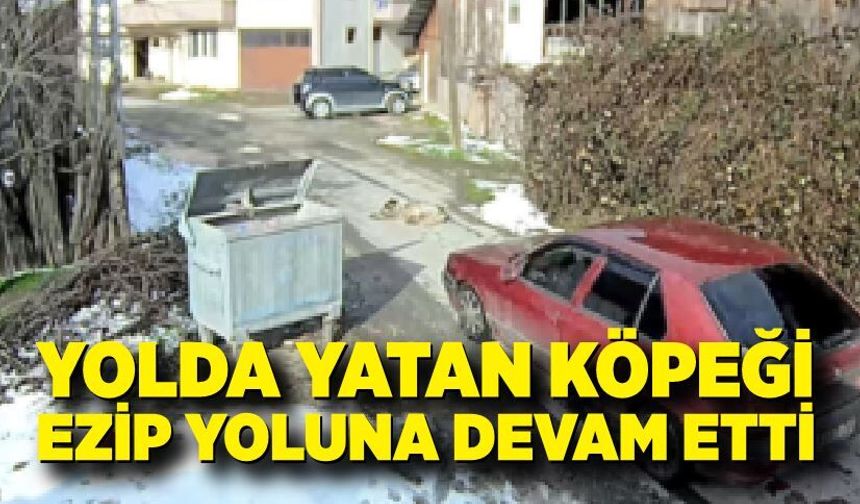 Bolu’da vicdanları yaralayan olay: Yolda yatan köpeği ezip yoluna devam etti
