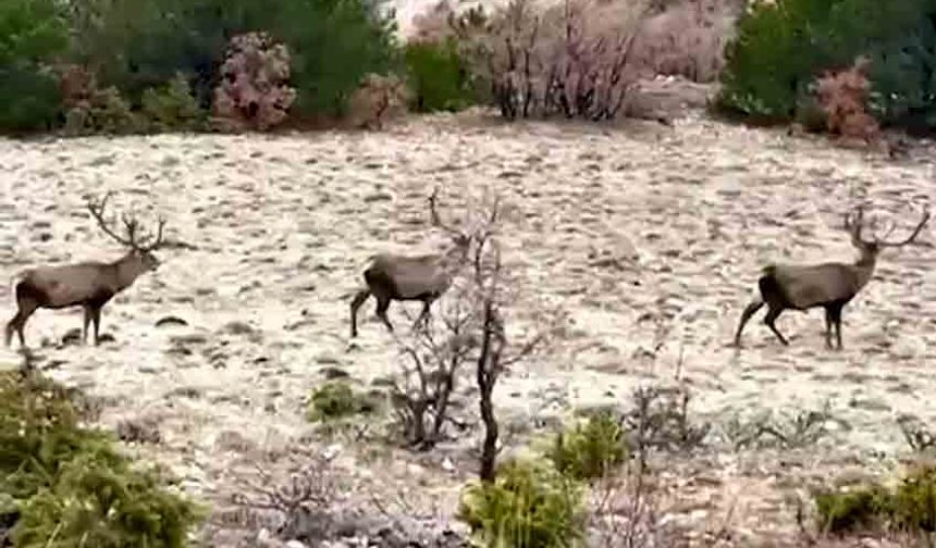 Kızıl geyikler sürüsü ormanda görüntülendi