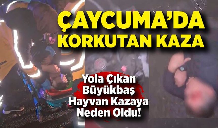 Çaycuma’da Motosiklet Büyükbaş Hayvana Çarptı