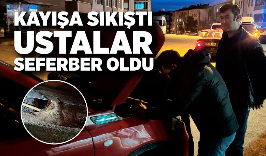 Motor Kayışına Sıkışan Kedi Kurtarıldı