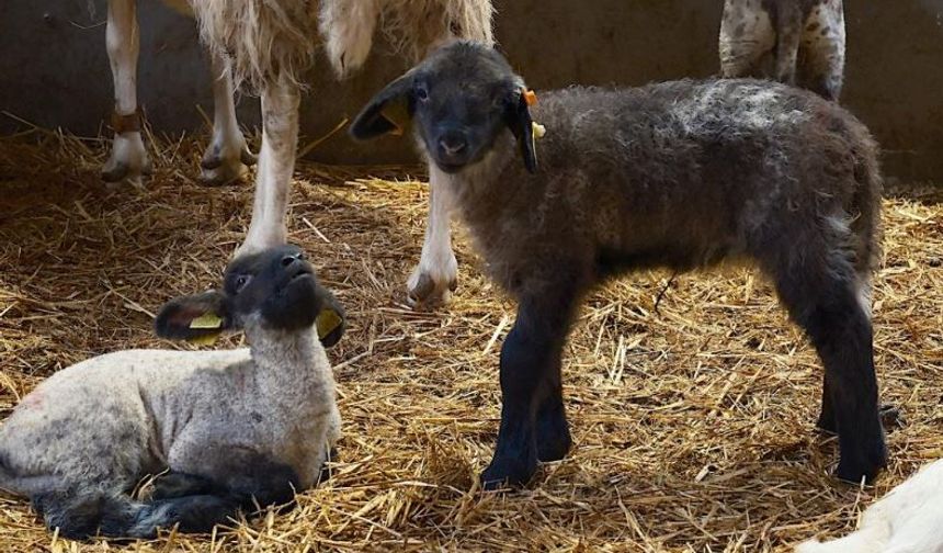 Koyunlarda suni tohumlama için geri sayım