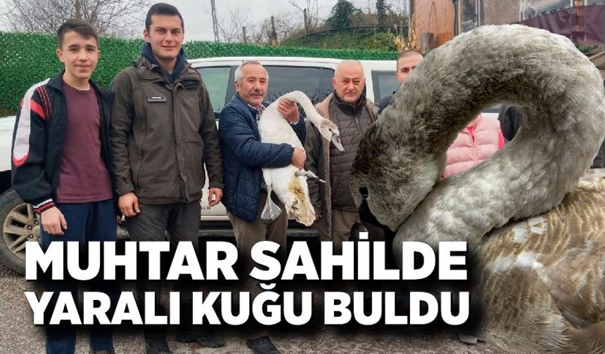 Bartın’da Yaralı Kuğu Doğa Koruma Ekiplerince Kurtarıldı