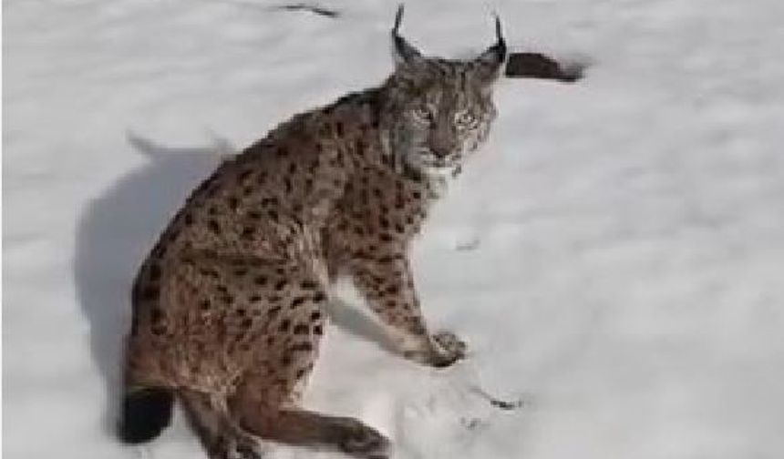 Yaralı Vaşağı Görünce Tırı Durdurdu