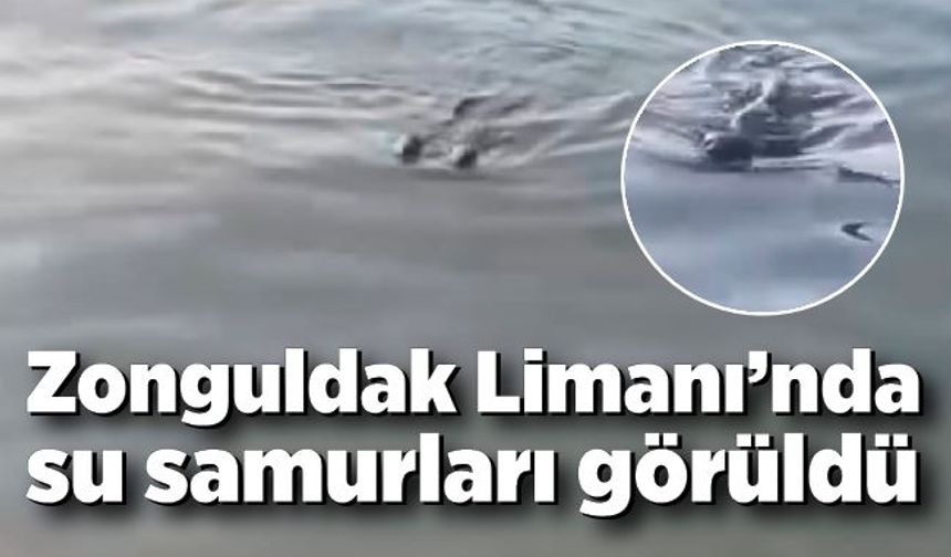 Zonguldak Limanı’nda su samurları görüldü