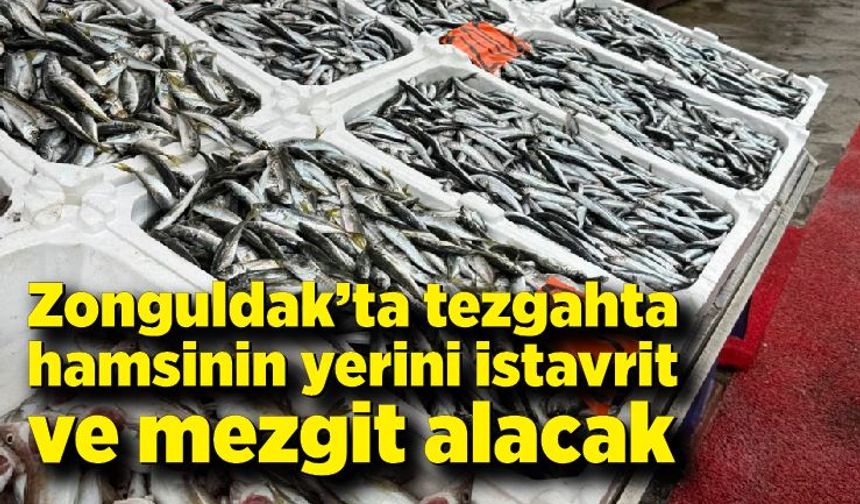 Zonguldak’ta Hamsi Yerini İstavrit ve Mezgite Bırakıyor