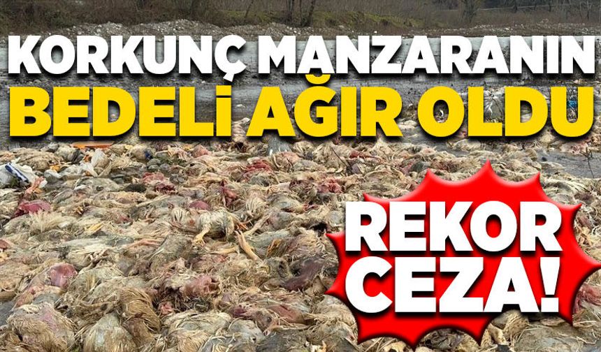 Alaplı'da tavuk çiftliğine ceza yağdı