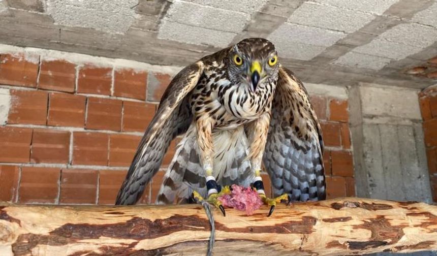 Atmacacılık Geleneği TBMM Kararıyla Hukuki Çerçeveye Kavuştu