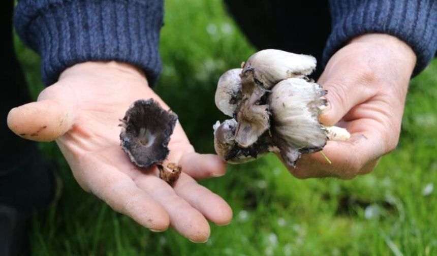 Bahar geldi, risk arttı: Yabani mantar tüketimine dikkat