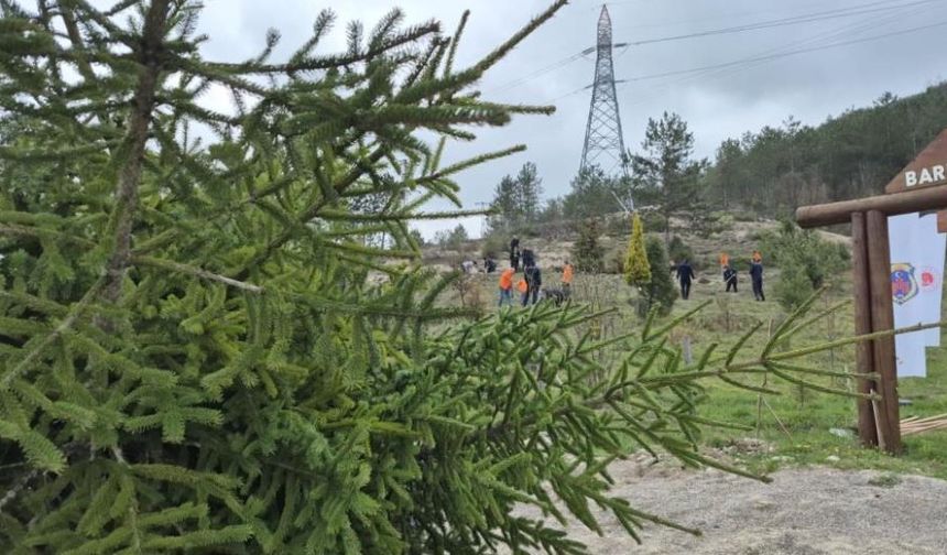 Bartın’da hükümlüler Adalet Ormanı’nda fidan dikti
