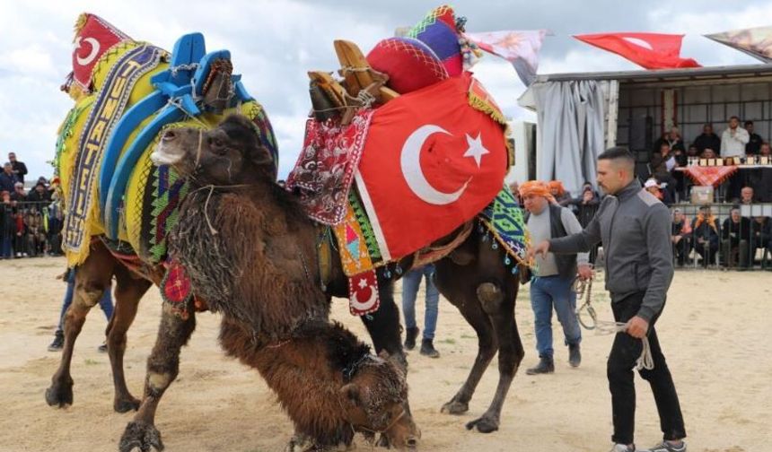 Saruhanlı’da deve güreşlerine binlerce vatandaş akın etti