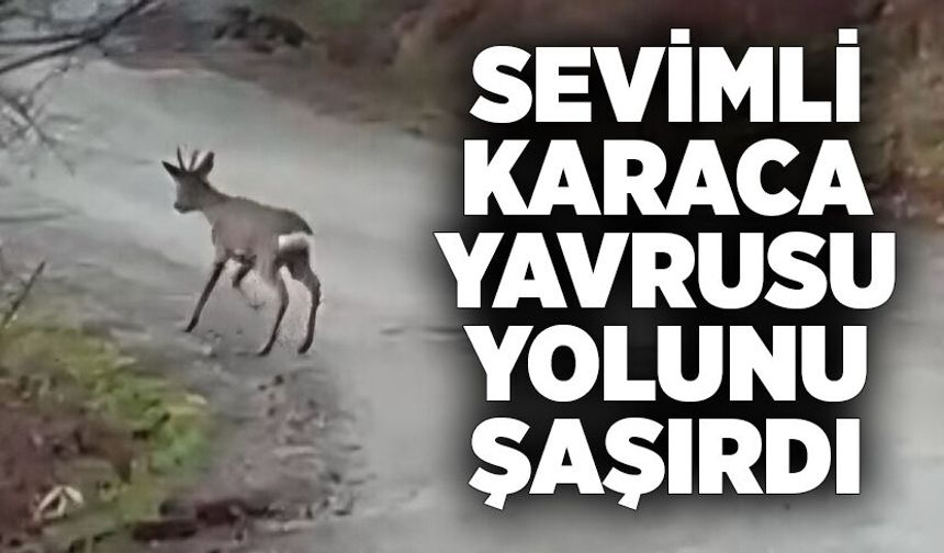 Sevimli karaca yavrusu yolunu şaşırdı