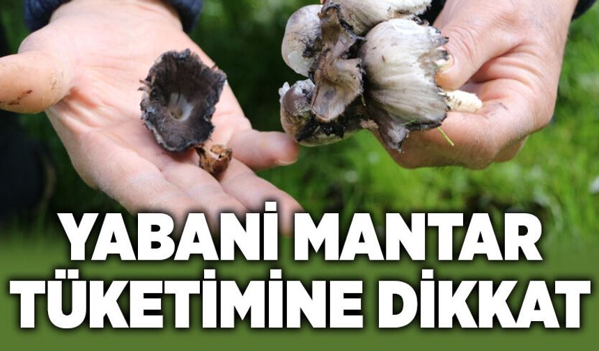 Bahar geldi, risk arttı: Yabani mantar tüketimine dikkat