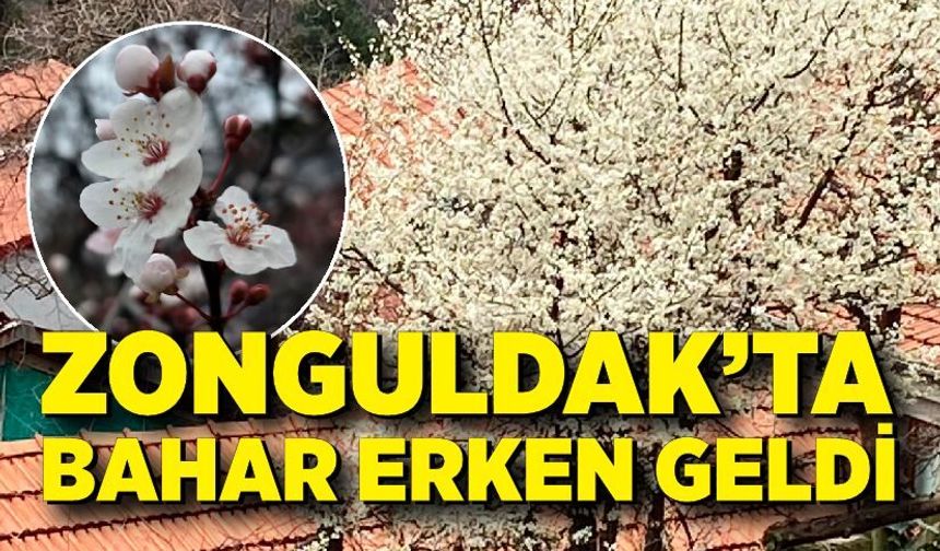 Zonguldak’ta Bahar Erken Geldi: Ağaçlar Çiçek Açtı
