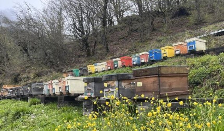 Artvin apiturizmde gelecek vadediyor