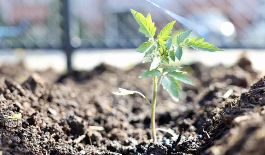 Üretilecek ata tohumları üreticiye can suyu olacak