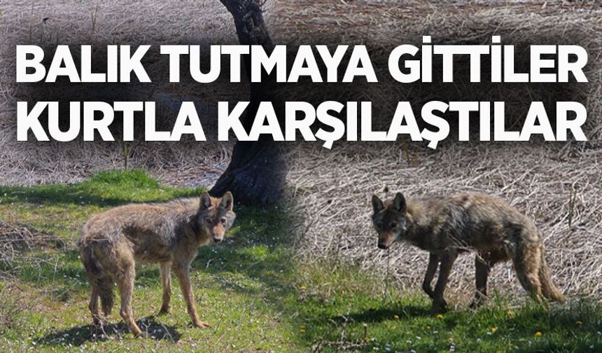Balık tutmaya gittiler, kurtla karşılaştılar