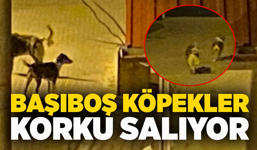 Başıboş köpekler korku salıyor