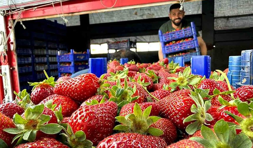 Tarlada 50 TL, Markette 150 TL: Üretici Tepkili