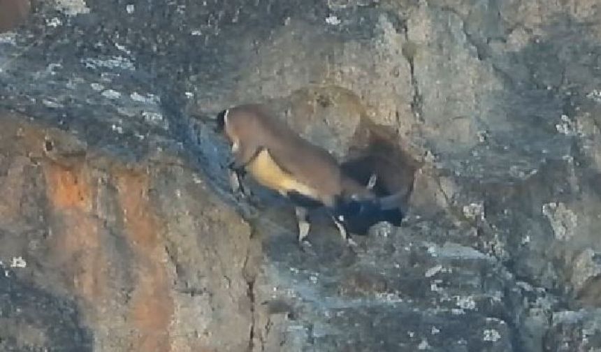 Dev boynuzları engel olmadı: Dağ keçisi dar mağaraya böyle girdi