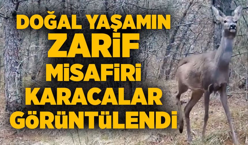 Doğal yaşamın zarif misafiri Karacalar görüntülendi