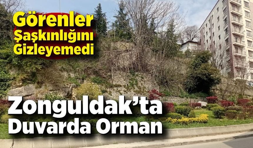 Zonguldak’ta Duvarda Orman: Taşta Ağaç Yetişti