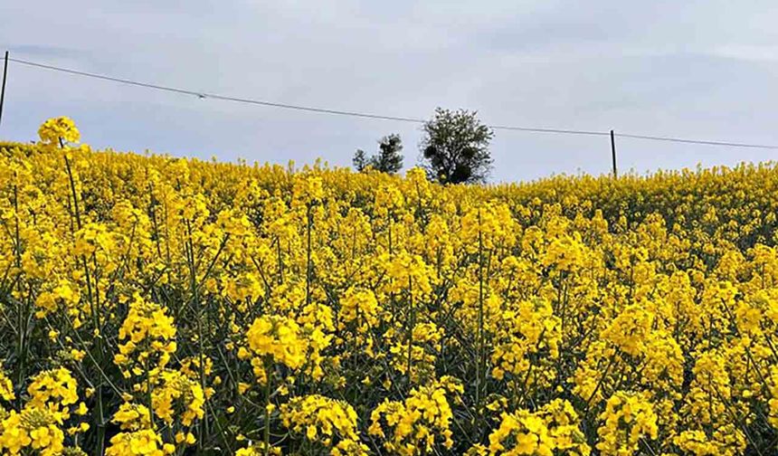 Hayrabolu'da bu yıl 21 bin dekar alanda kanola ekimi yapıldı