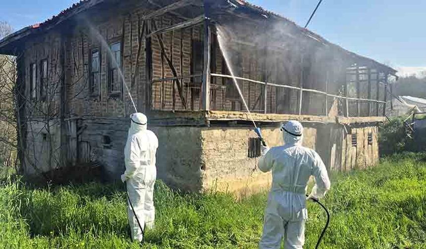 Kahverengi kokarca kış uykusunda imha ediliyor