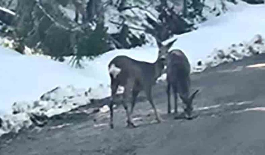 Karacalar cep telefonu kamerasına yakalandı
