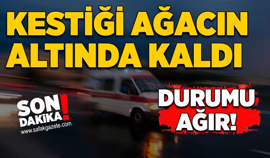 Kestiği ağacın altında kaldı: Durumu ağır!