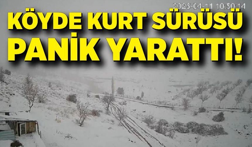 Kurt sürüsü köye indi, köy halkında paniğe neden oldu