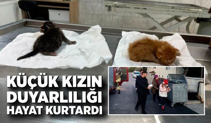 Küçük kız fark etti, 2 yavru kedi hayata döndü