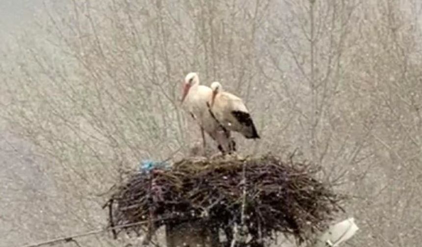 Erken gelen leyleklere Sivas’ta kar sürprizi